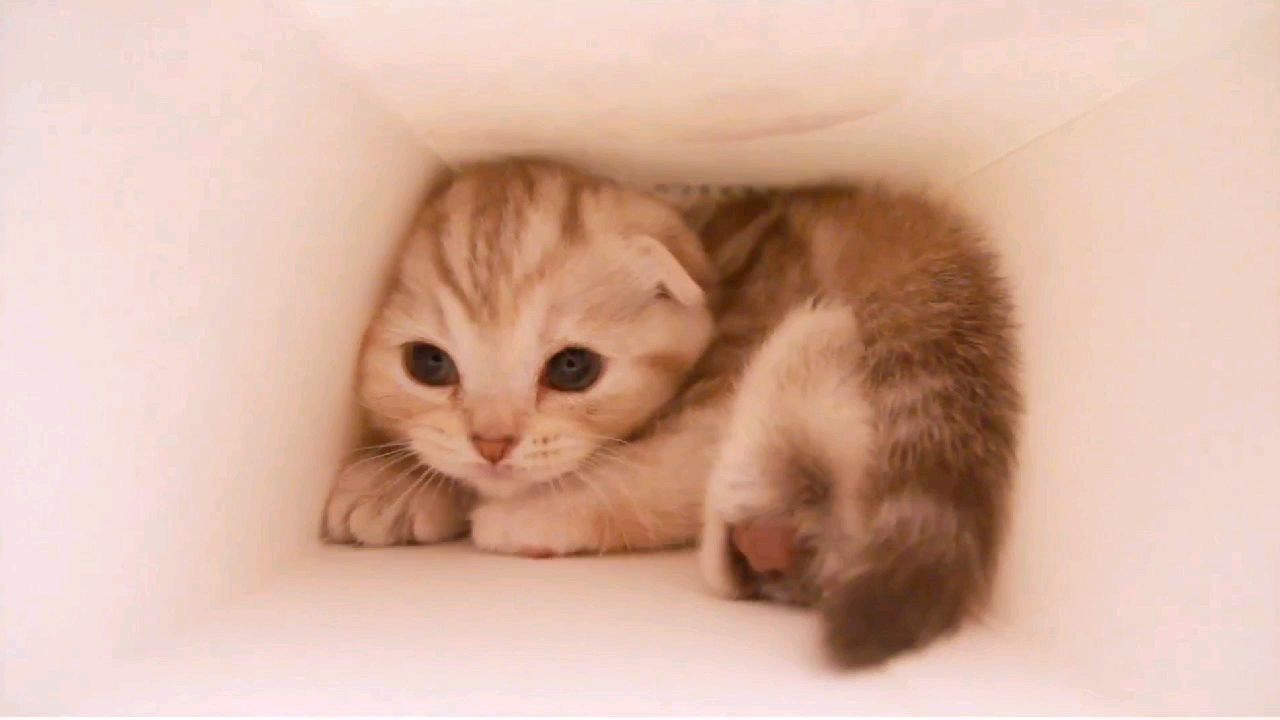 一只误入小纸筒的小奶猫,可萌